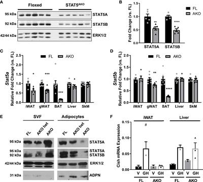 Loss of Adipocyte STAT5 Confers Increased Depot-Specific Adiposity in Male and Female Mice That Is Not Associated With Altered Adipose Tissue Lipolysis